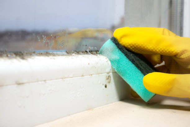 Best Residential Mold Remediation in Poulsbo, WA