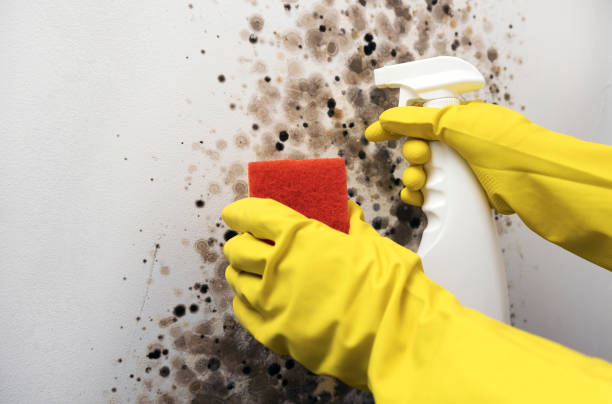 Best Mold Testing and Inspection Services in Poulsbo, WA