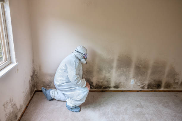 Professional Mold Remediation in Poulsbo, WA