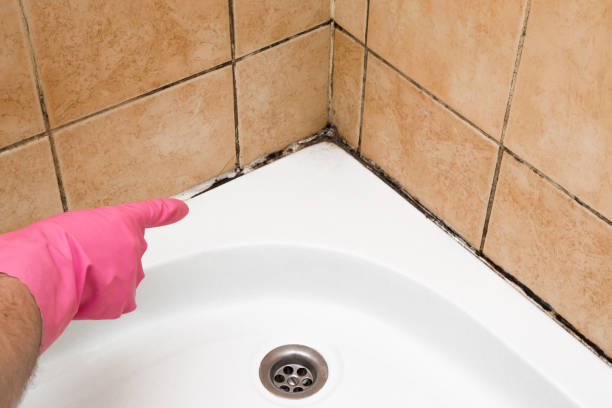Best Residential Mold Remediation in Poulsbo, WA